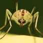 User picture for Fred Schaffer